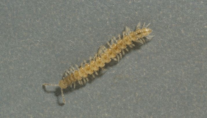 A single flat millipede